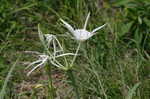 Northern spiderlily